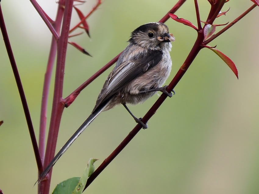 il Birdwatching al tempo del Covid 19